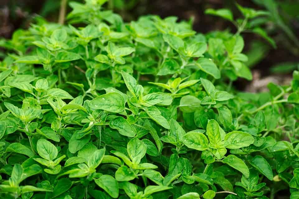 Oregano for cold sores