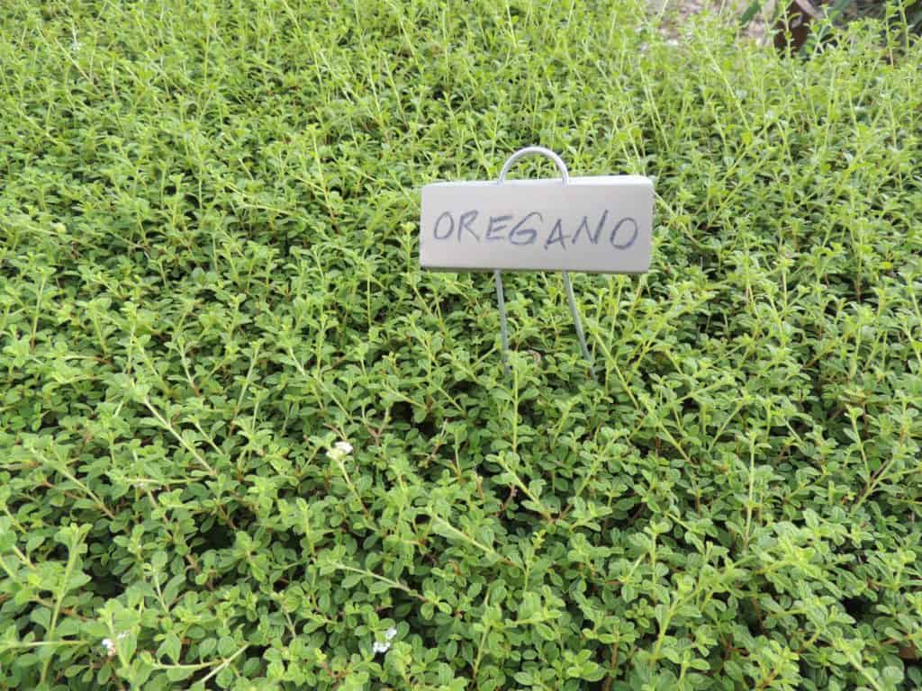 Oregano oil