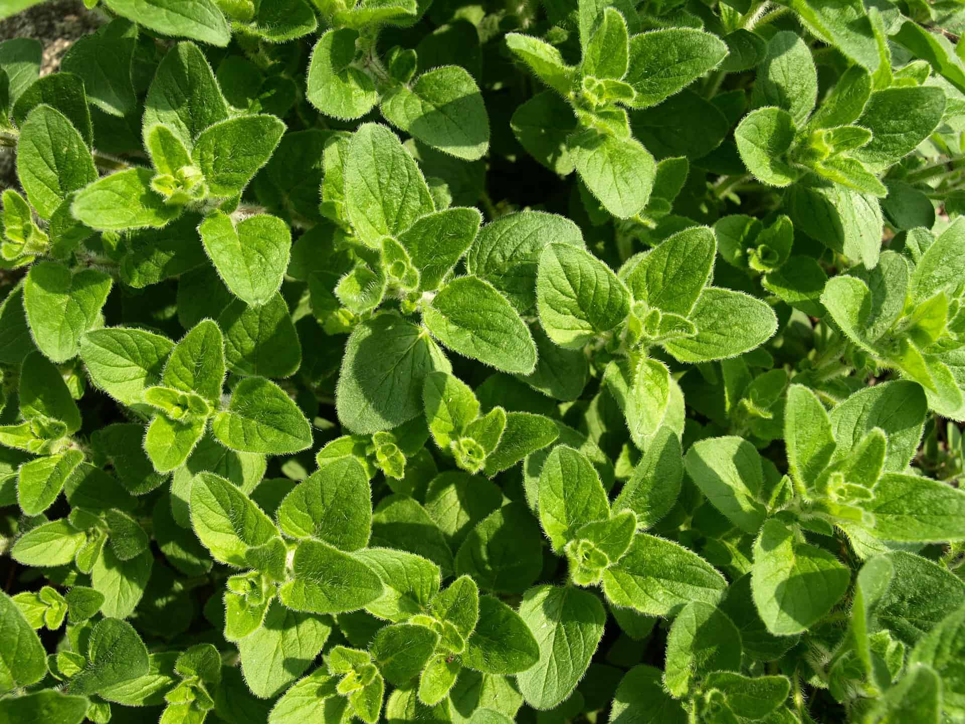 Is It Dangerous To Use Oregano