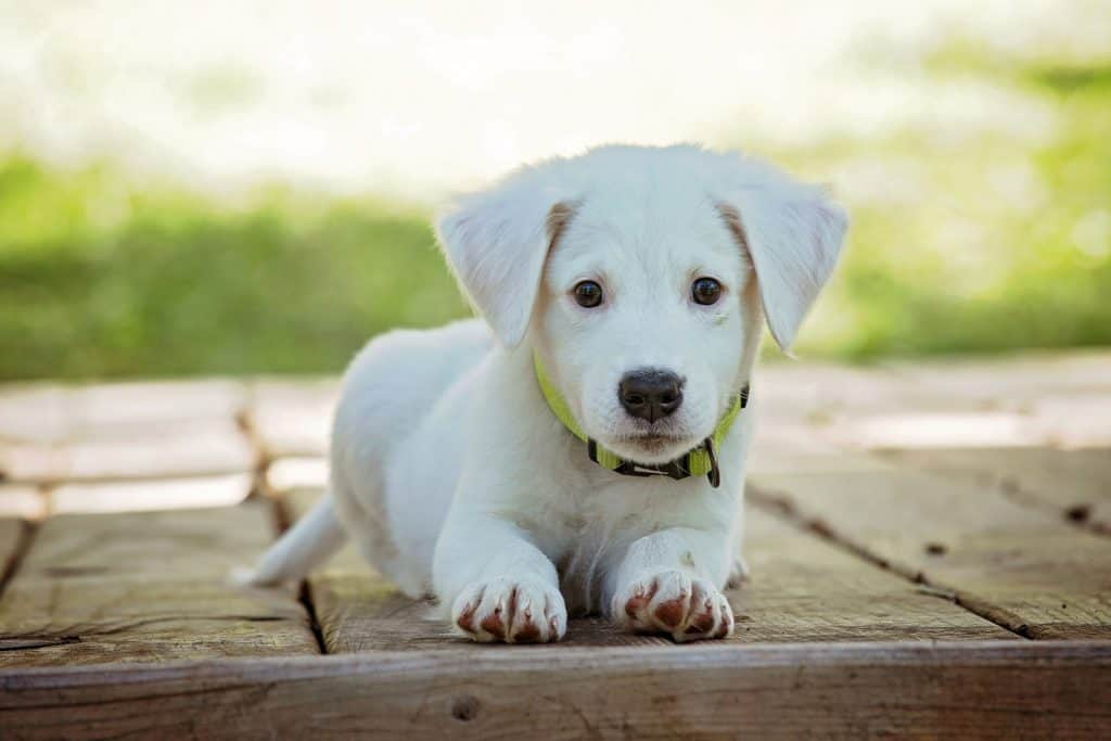 Oregano oil for your pet